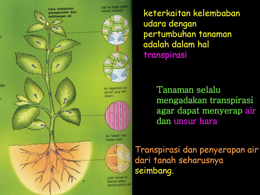 keterkaitan kelembaban udara dengan pertumbuhan tanaman adalah dalam hal transpirasi