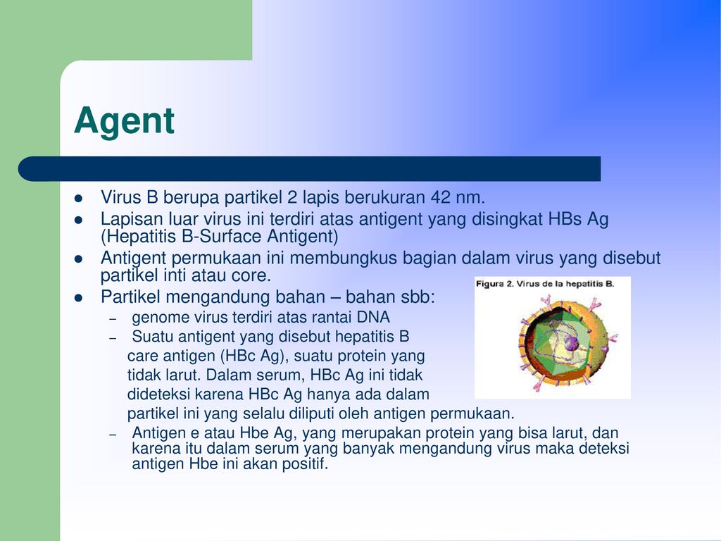 Agent Virus B berupa partikel 2 lapis berukuran 42 nm.