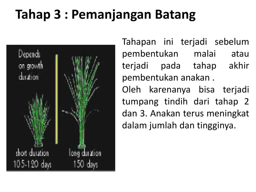 46 Gambar Fase Pertumbuhan Tanaman Padi Kekinian Informasi Seputar