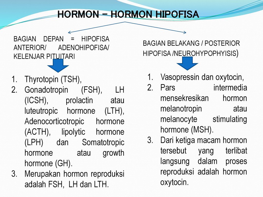 Sebutkan Macam Macam Hormon Yg Disekresikan