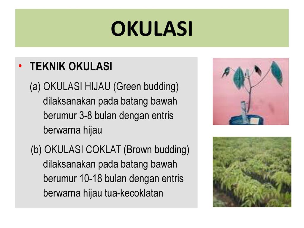 OKULASI TEKNIK OKULASI (a) OKULASI HIJAU (Green budding)