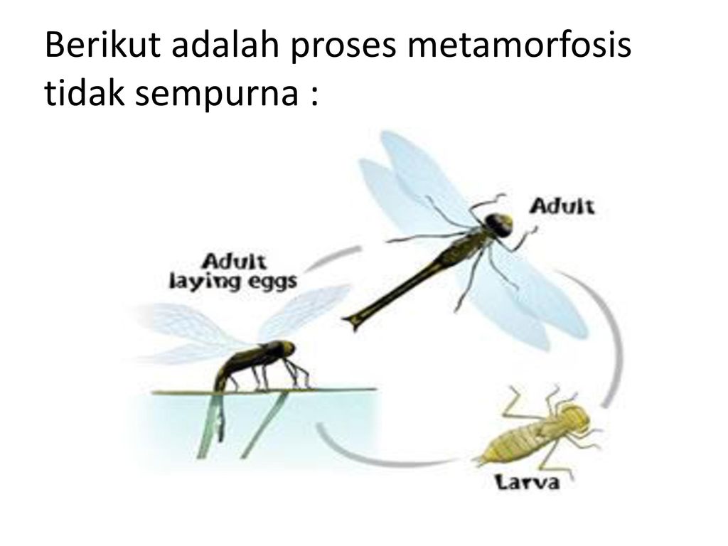 METAMORFOSIS ( Serangga dan Amphibi) - ppt download