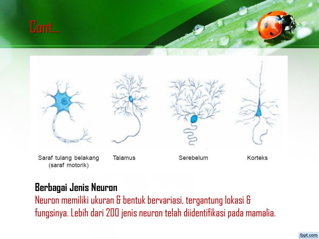 Cont... Berbagai Jenis Neuron