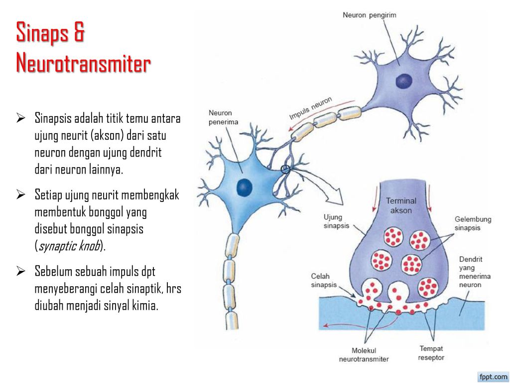 Sinaps & Neurotransmiter