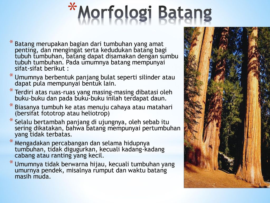Morfologi Batang