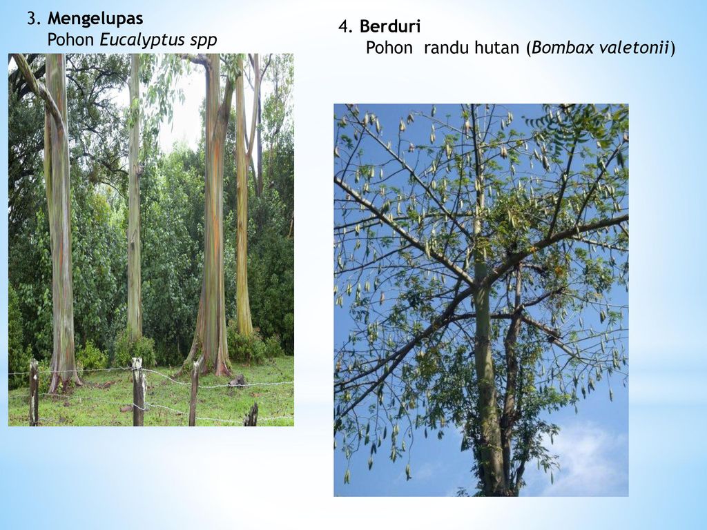 3. Mengelupas Pohon Eucalyptus spp 4. Berduri Pohon randu hutan (Bombax valetonii)