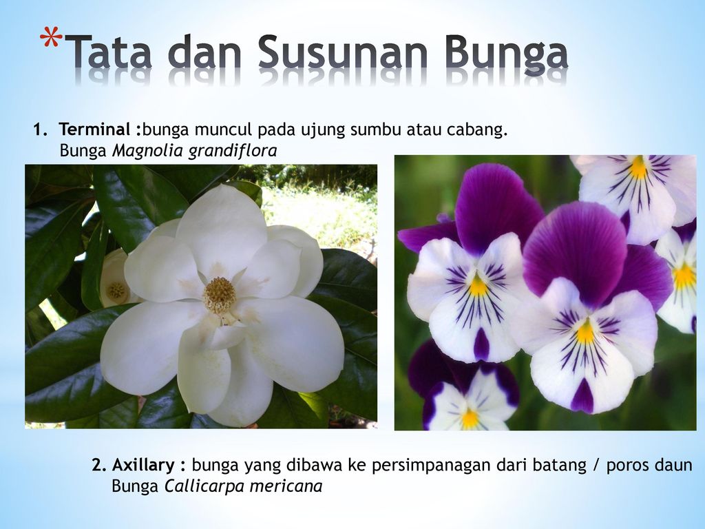 Tata dan Susunan Bunga Terminal :bunga muncul pada ujung sumbu atau cabang. Bunga Magnolia grandiflora.