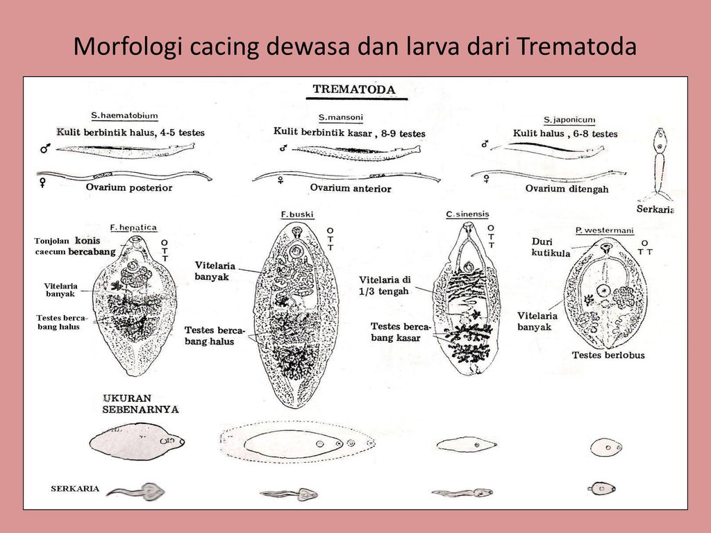 80 Gambar Telur Cacing Fasciolopsis Buski Paling Bagus