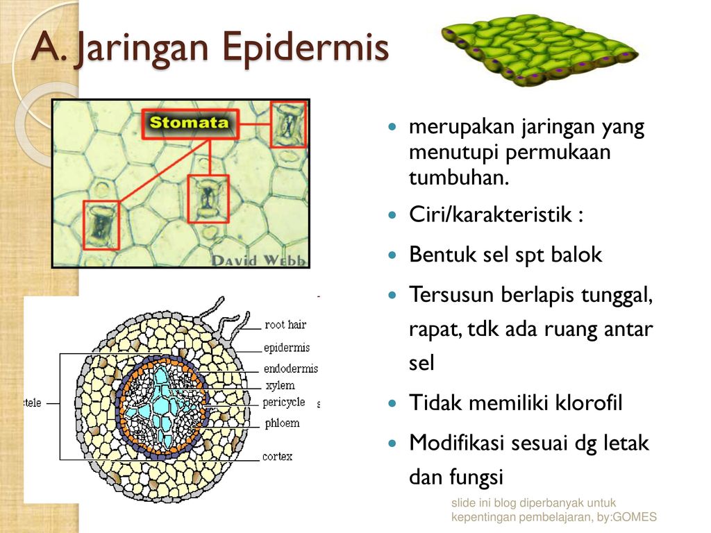 A. Jaringan Epidermis merupakan jaringan yang menutupi permukaan tumbuhan. Ciri/karakteristik : Bentuk sel spt balok.