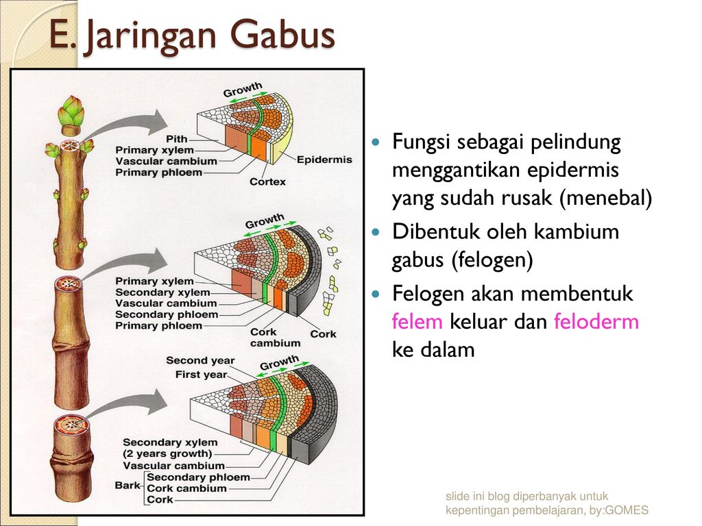 E. Jaringan Gabus Fungsi sebagai pelindung menggantikan epidermis yang sudah rusak (menebal) Dibentuk oleh kambium gabus (felogen)