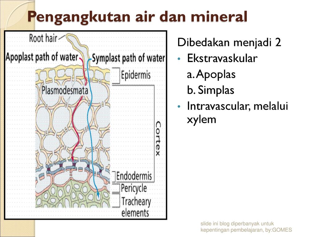 Pengangkutan air dan mineral