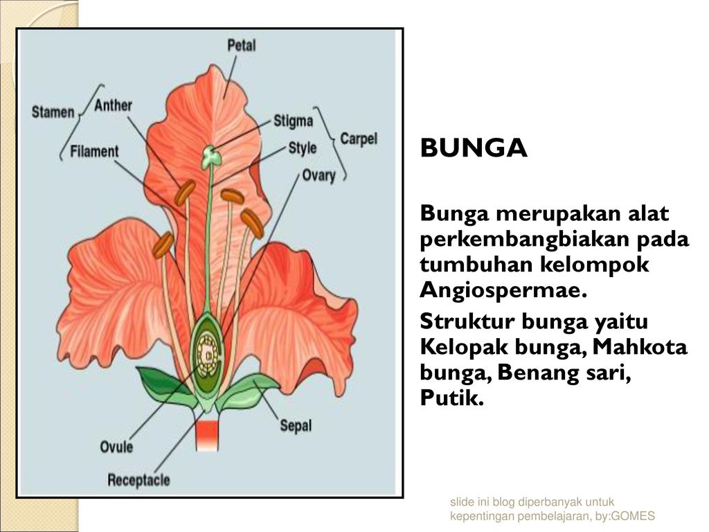 BUNGA Bunga merupakan alat perkembangbiakan pada tumbuhan kelompok Angiospermae.