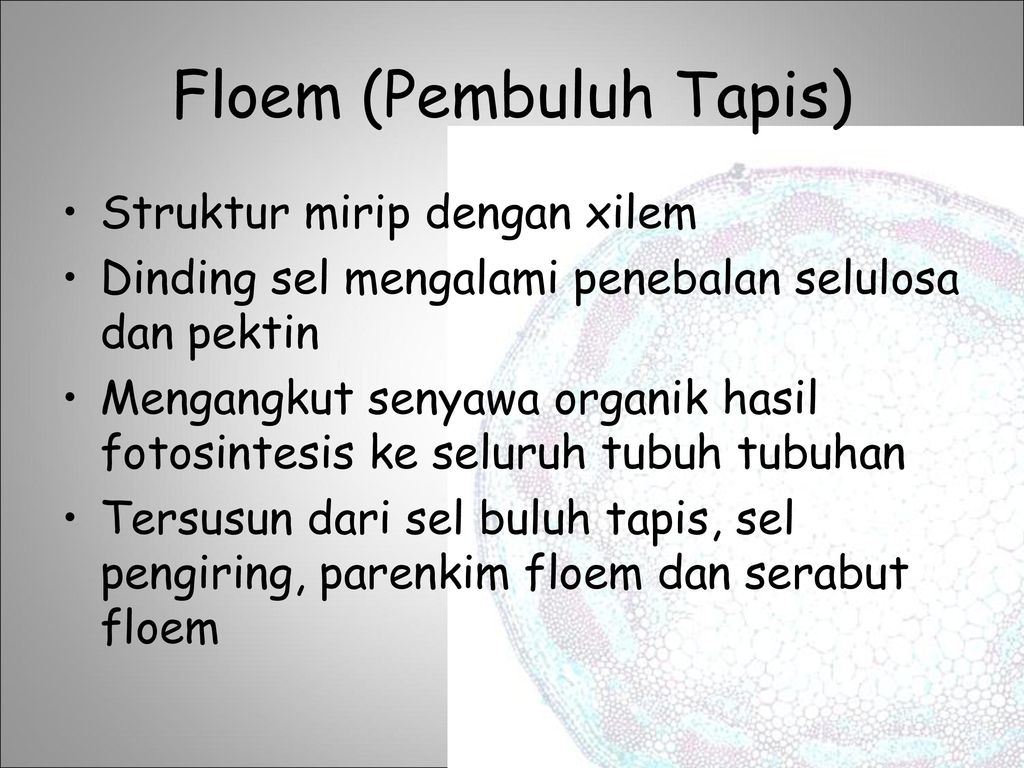 Floem (Pembuluh Tapis)