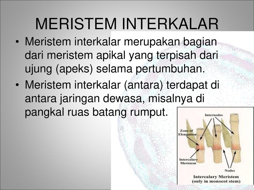 MERISTEM INTERKALAR Meristem interkalar merupakan bagian dari meristem apikal yang terpisah dari ujung (apeks) selama pertumbuhan.
