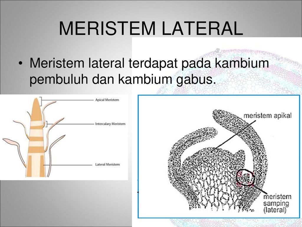 MERISTEM LATERAL Meristem lateral terdapat pada kambium pembuluh dan kambium gabus.