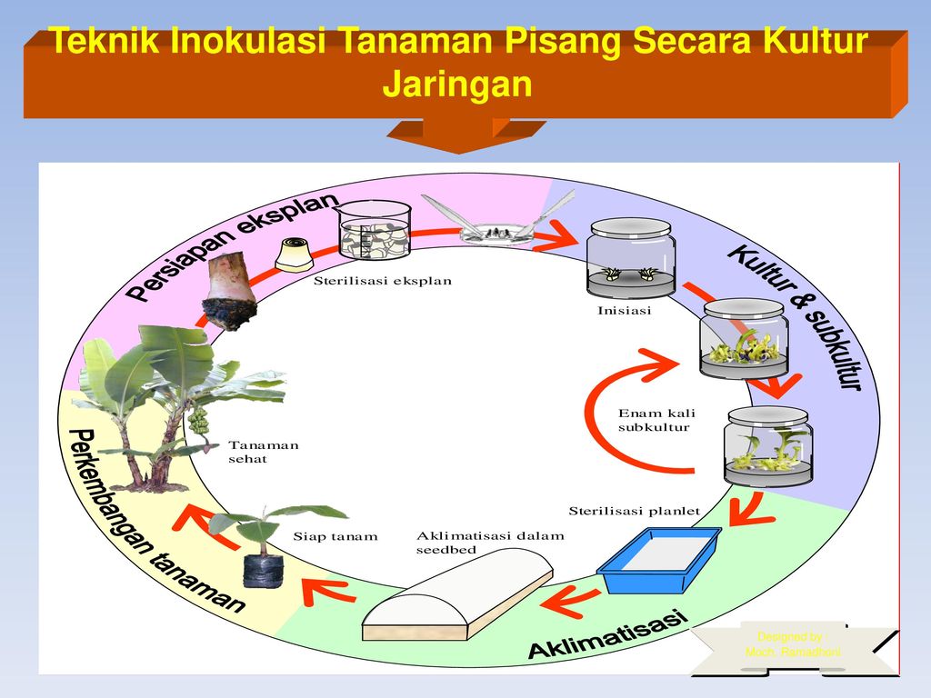 Kultur Jaringan Ppt Download