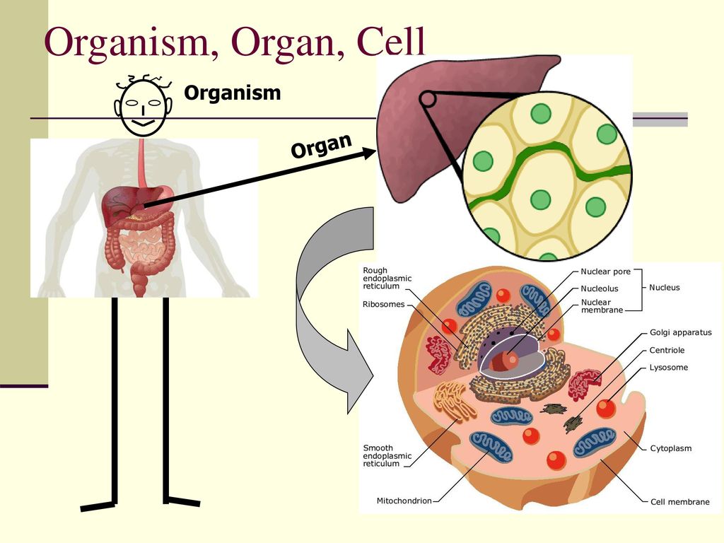 Organ cell