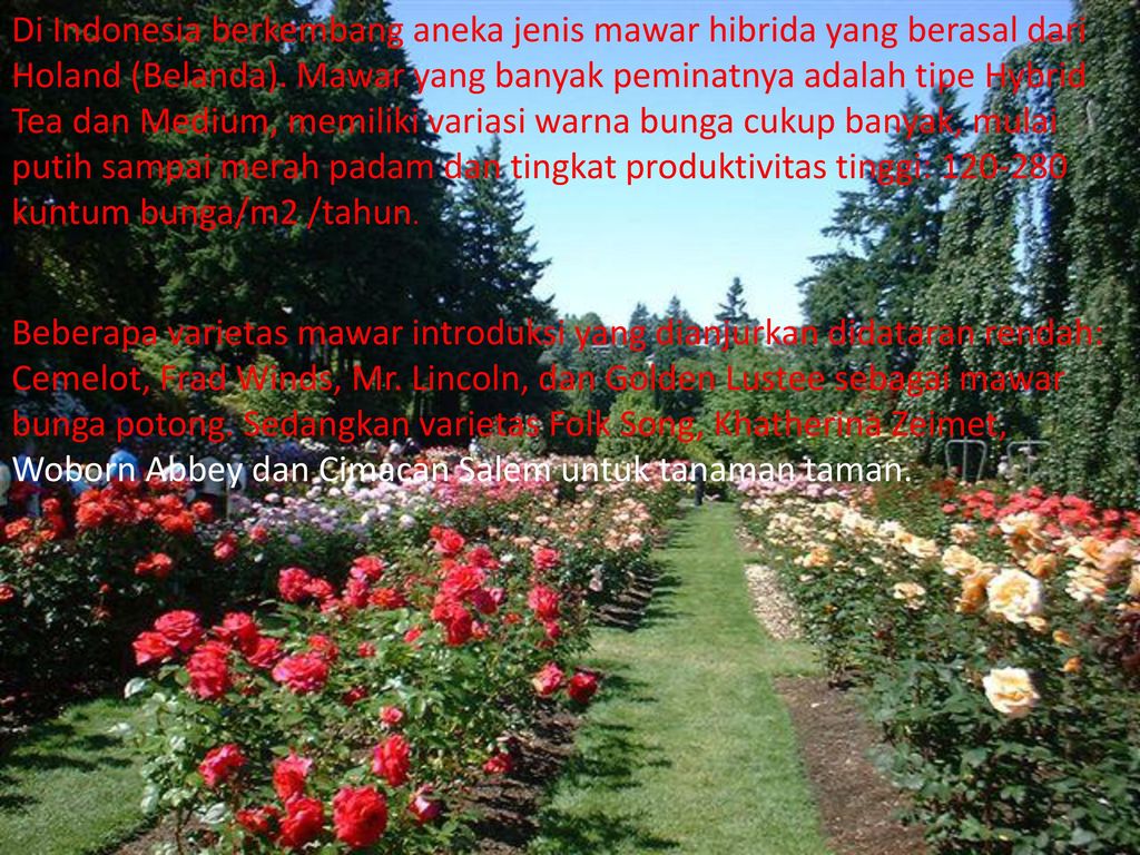 Analisis Usaha Tani Bunga Mawar Ppt Download