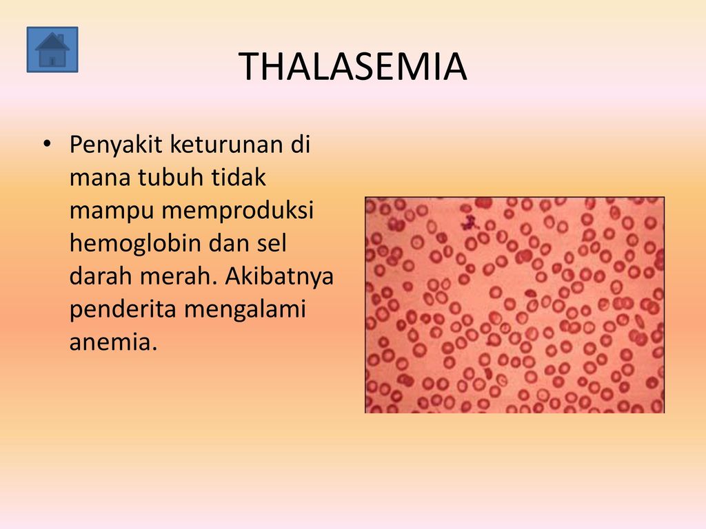 THALASEMIA Penyakit keturunan di mana tubuh tidak mampu memproduksi hemoglobin dan sel darah merah.