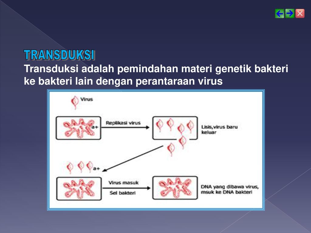 TRANSDUKSI Transduksi adalah pemindahan materi genetik bakteri ke bakteri lain dengan perantaraan virus.