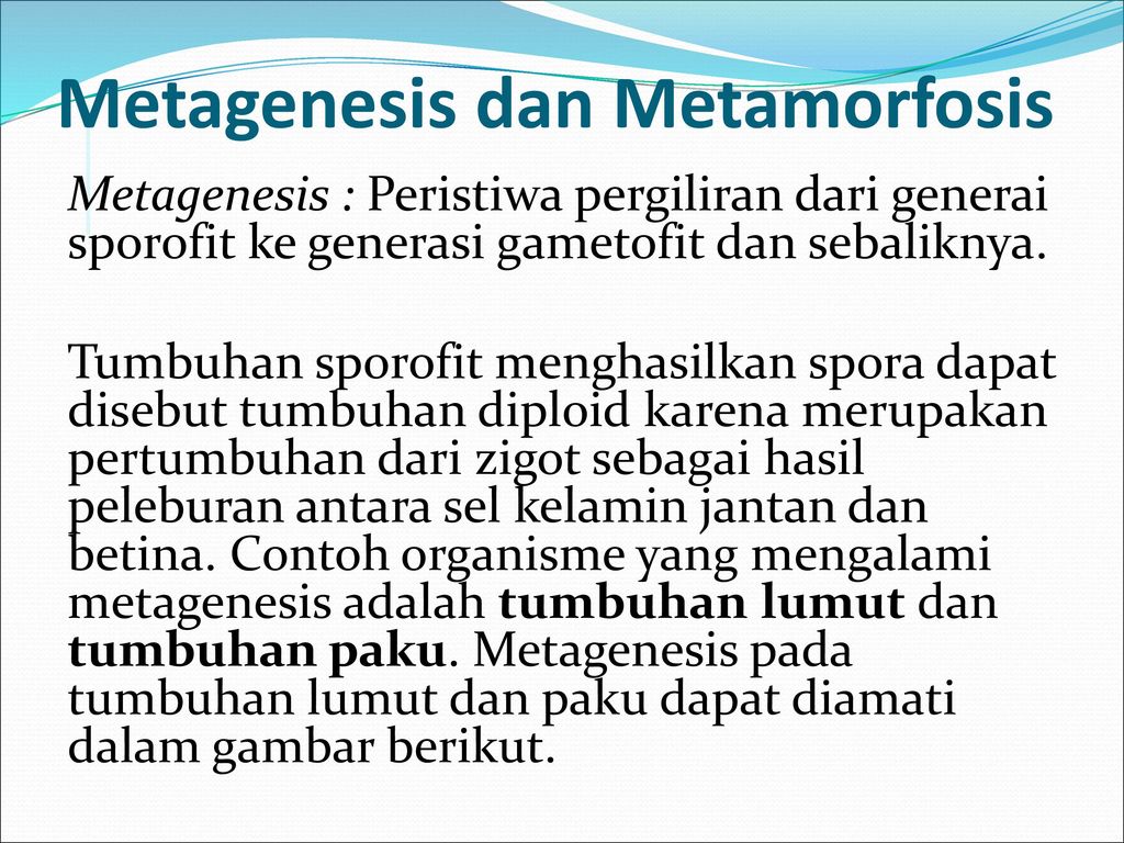 Metagenesis dan Metamorfosis
