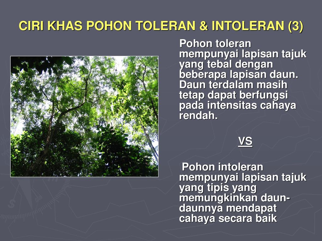 CIRI KHAS POHON TOLERAN & INTOLERAN (3)