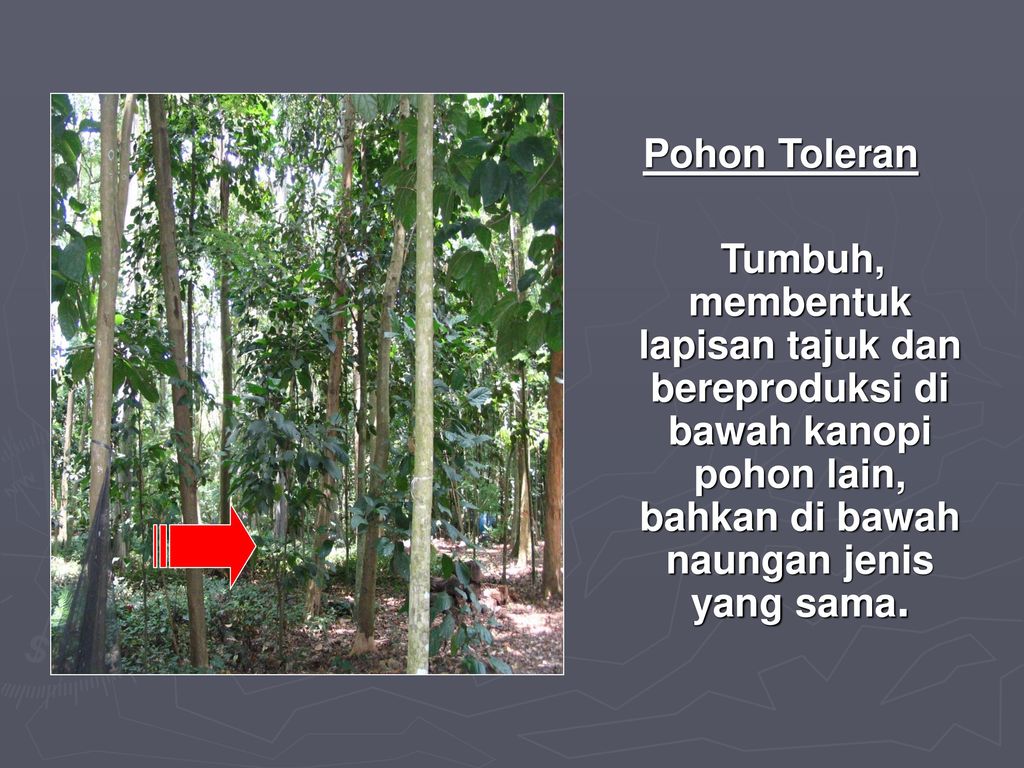 Pohon Toleran Tumbuh, membentuk lapisan tajuk dan bereproduksi di bawah kanopi pohon lain, bahkan di bawah naungan jenis yang sama.