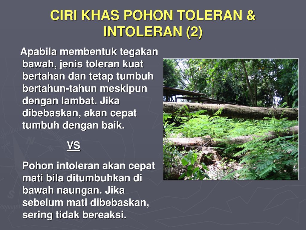 CIRI KHAS POHON TOLERAN & INTOLERAN (2)