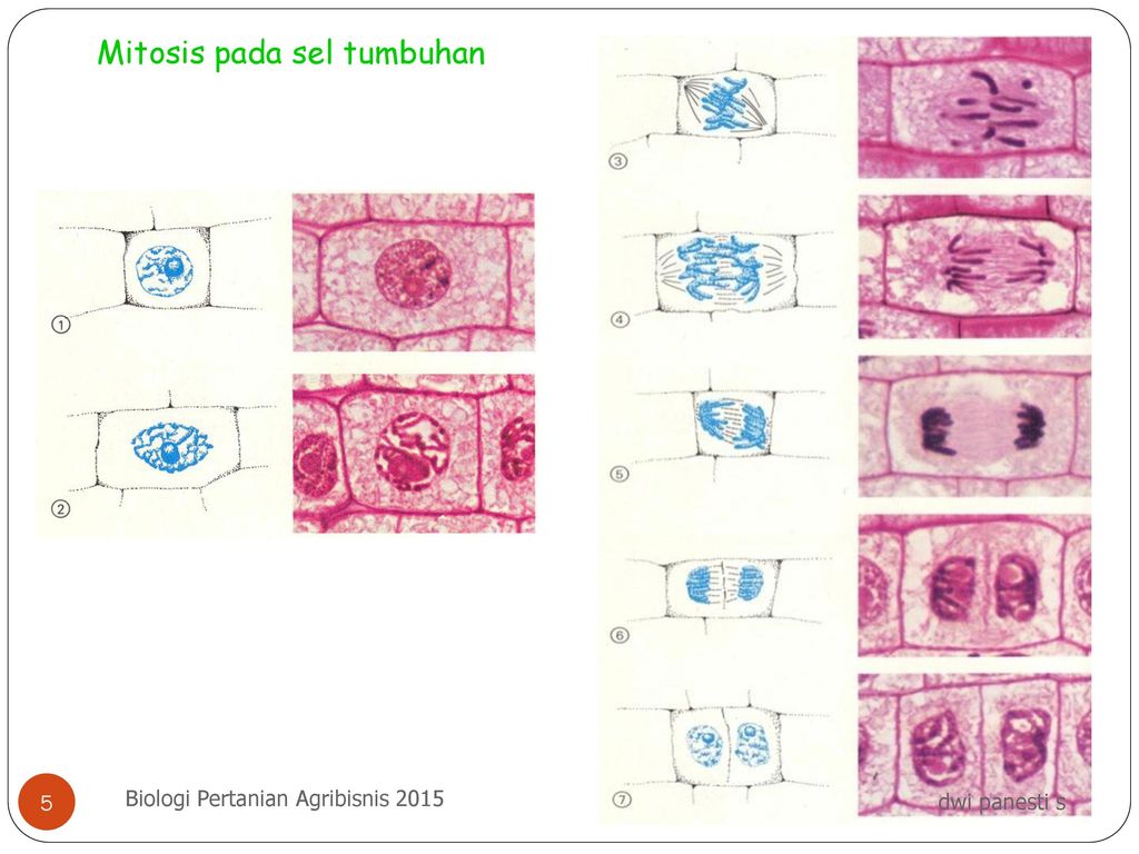 Pembelahan Sel Dan Unit Dasar Genetika Ppt Download