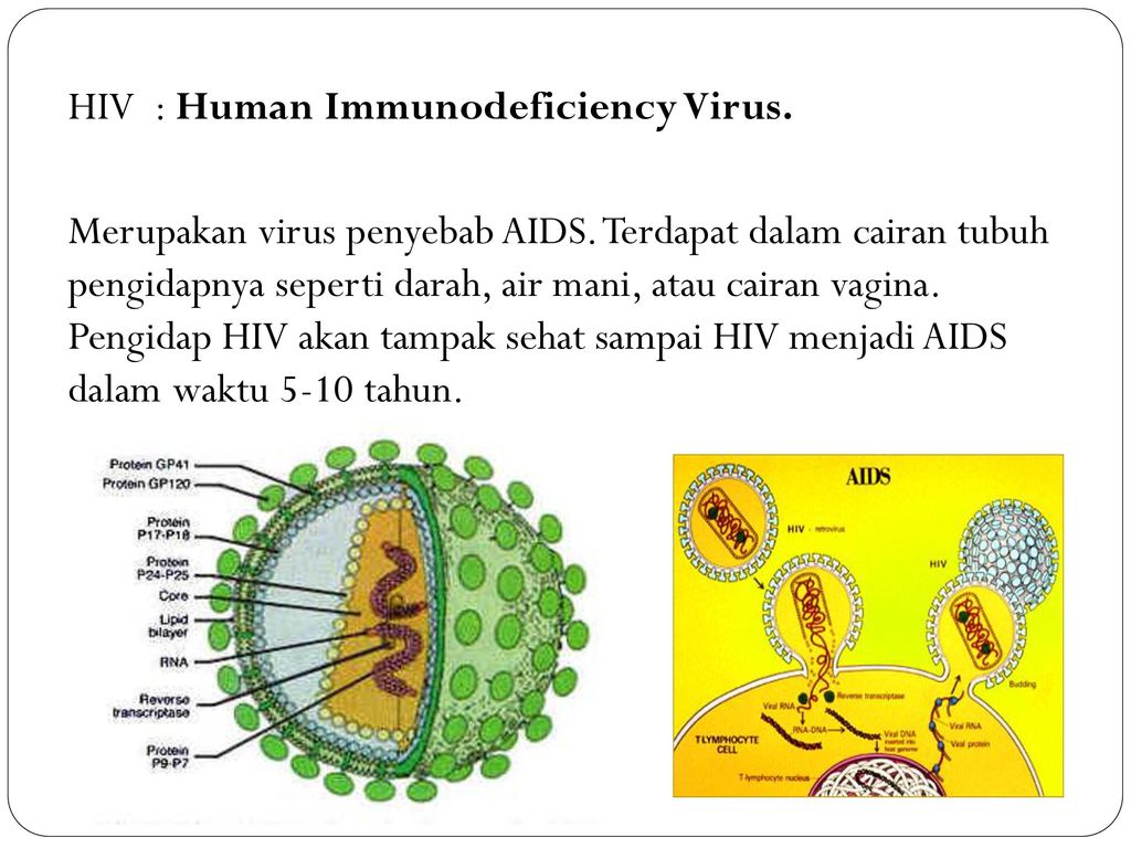 HIV : Human Immunodeficiency Virus. Merupakan virus penyebab AIDS