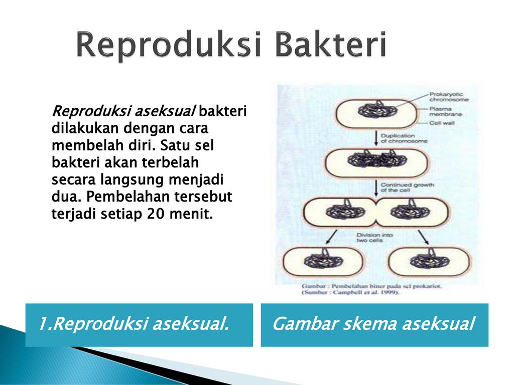 Bab Iii Dunia Monera Ppt Download