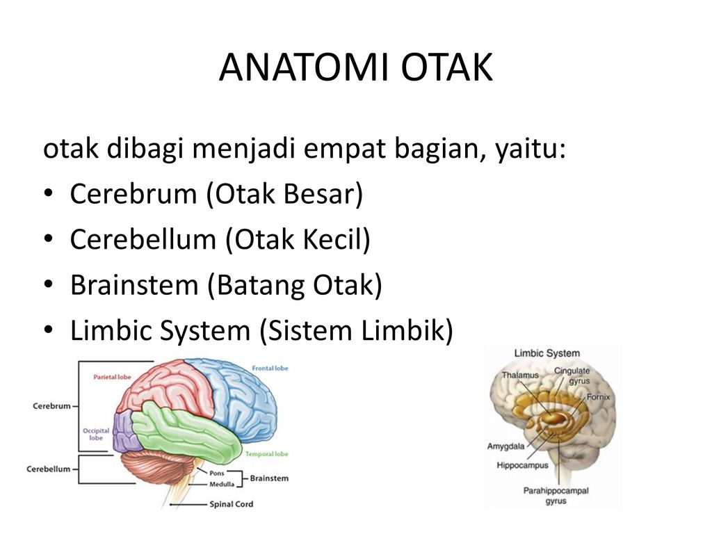 Gambar Otak Beserta Fungsinya Pulp