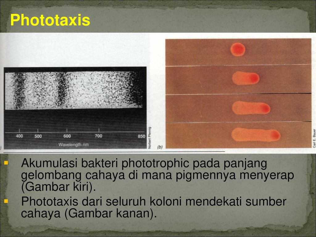 Фототаксису способны. Фототаксис фото. Phototaxis группа. Перфоманс фототаксис. Фототаксис световая ЛОВУШКА.
