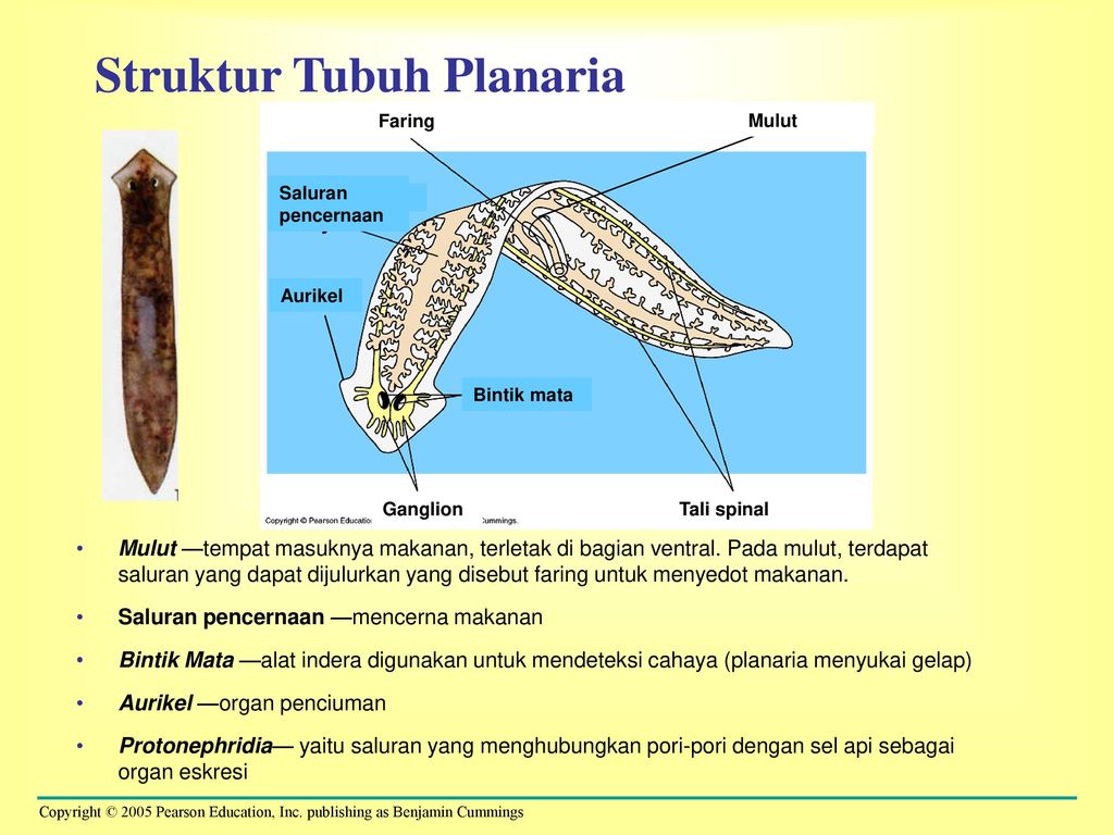 Platyhelminthes planáris idegrendszer, Giardien zyste