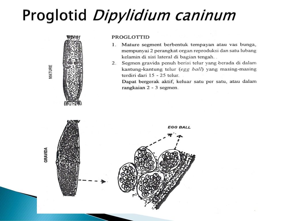 Dipylidium caninum