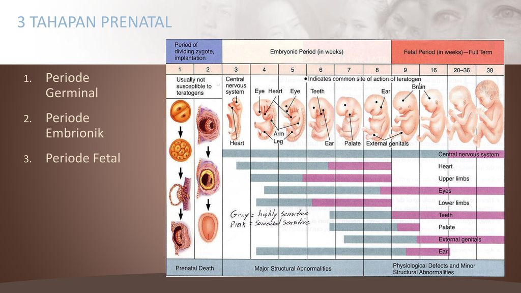 3 TAHAPAN PRENATAL Periode Germinal Periode Embrionik Periode Fetal.