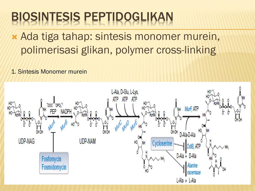 Пептидогликан бактерий. Пептидогликан биохимия. Пептидогликан мономер. Хитин и муреин.
