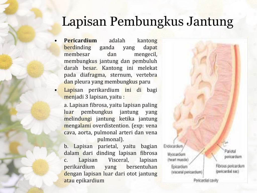 Pengkajian Di Bidang Kardiovaskuler Ppt Download