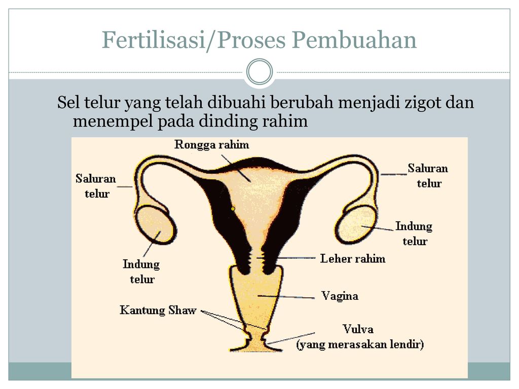 Proses fertilisasi terjadi di bagian