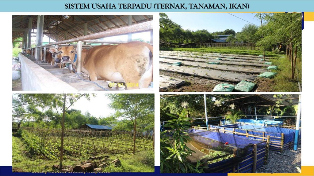 Ir Ambar Pertiwiningrum M Si Ph D Ppt Download