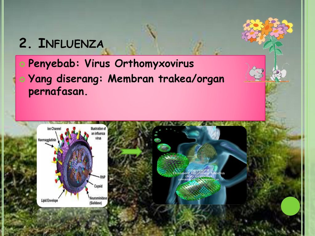 2. Influenza Penyebab: Virus Orthomyxovirus
