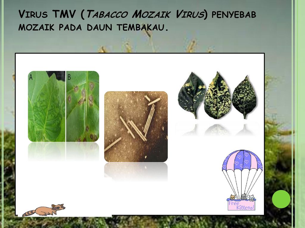 Virus TMV (Tabacco Mozaik Virus) penyebab mozaik pada daun tembakau.