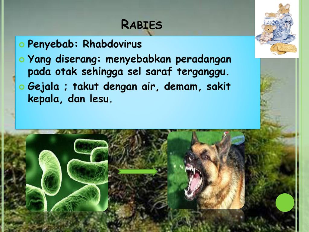 Rabies Penyebab: Rhabdovirus