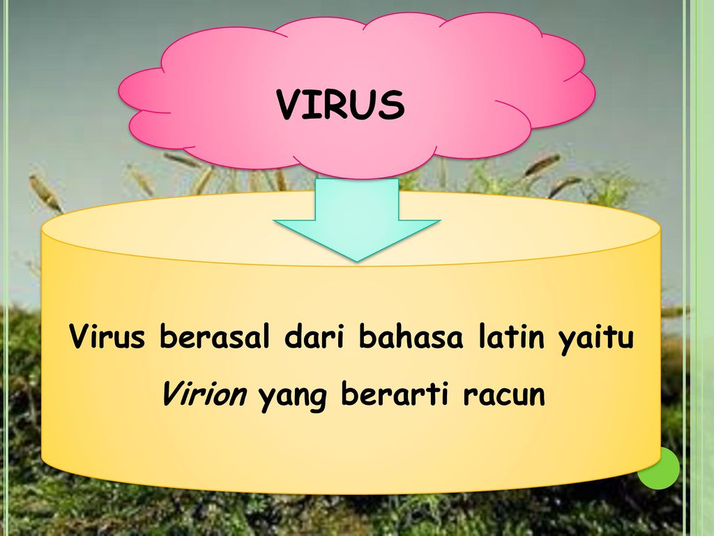 Virus berasal dari bahasa latin yaitu Virion yang berarti racun
