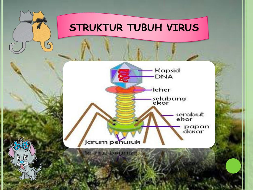 STRUKTUR TUBUH VIRUS