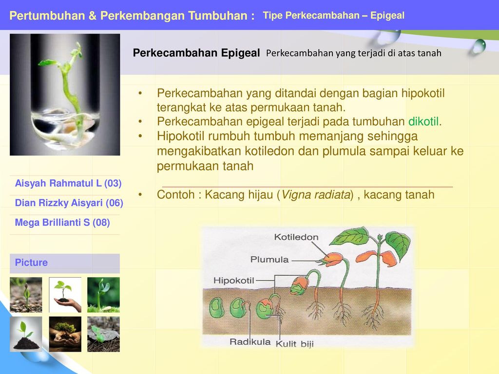 Bunga Matahari Epigeal / Doc Laporan Praktikum Teknologi Benih Tipe Perkecambahan Hipogeal Dan Epigeal Dede Julian Academia Edu - Cara menanam bunga matahari sebaiknya dilakukan di tempat terbuka dan terkena sinar matahari dengan menggunakan biji bunga.