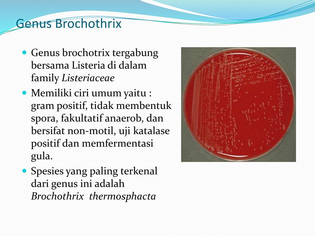 eubacterium spp kenet férfiakban)