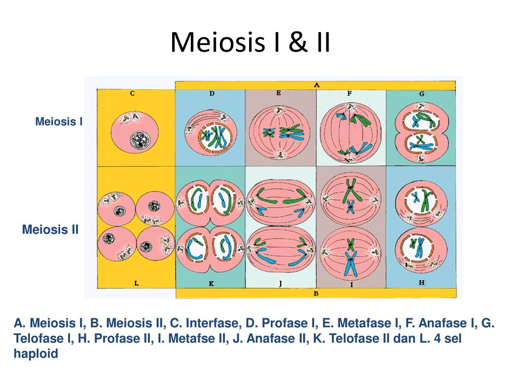 Meiosis I & II Meiosis II.