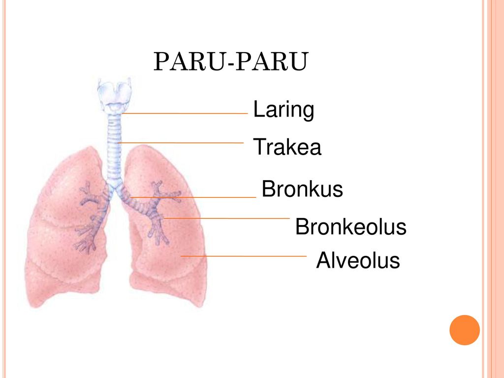 PARU-PARU Laring Trakea Bronkus Bronkeolus Alveolus