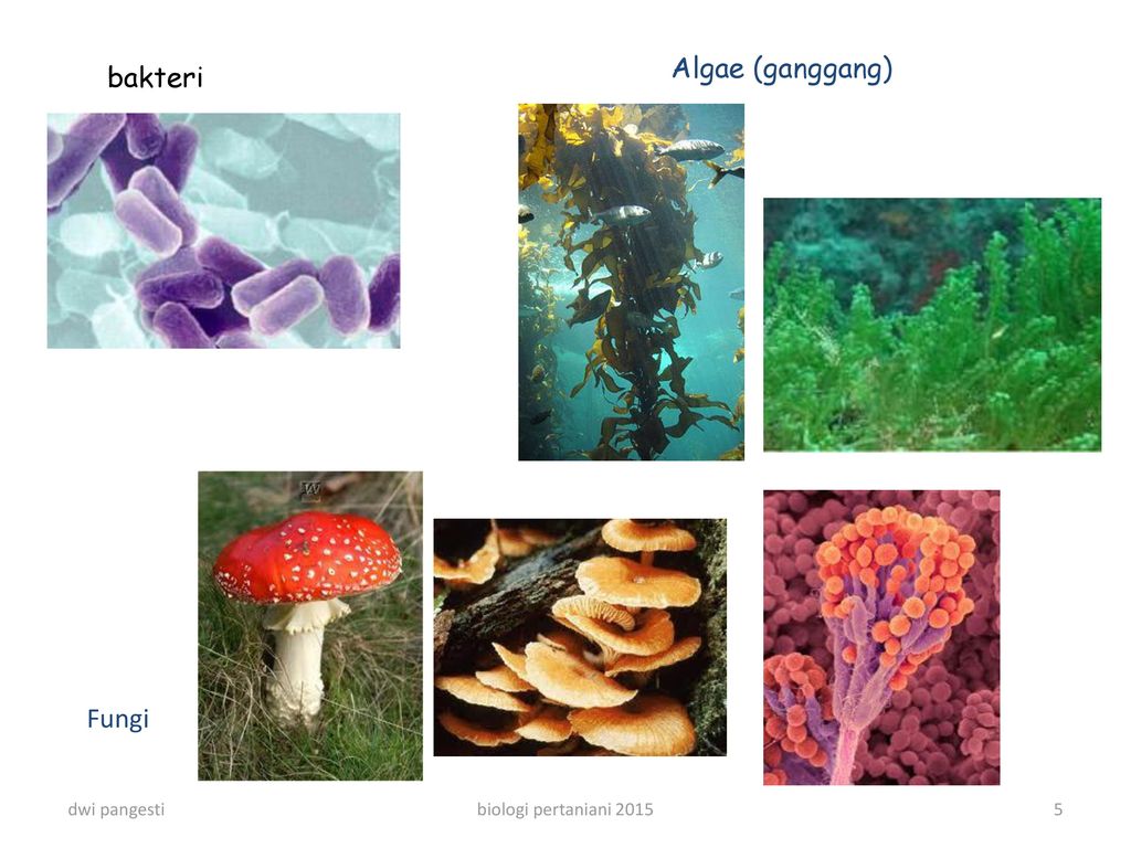 Какая среда жизни населена бактериями грибами водорослями. Грибы и водоросли. Algae and fungi. Грибы как водоросли. Грибы и водоросли Тип взаимоотношений.